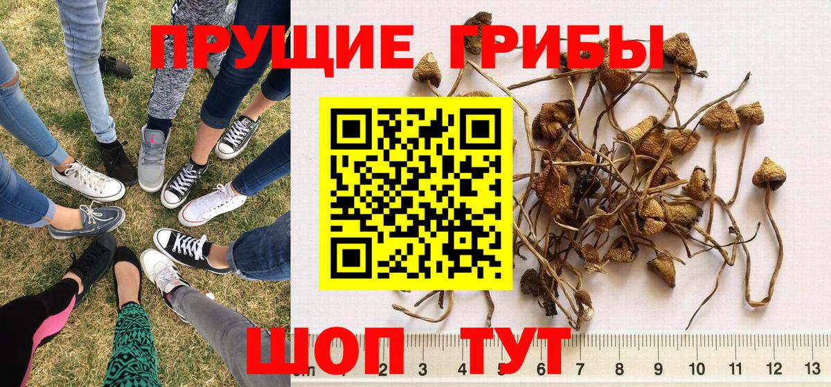 Псилоцибиновые грибы прущие грибы Чайковский